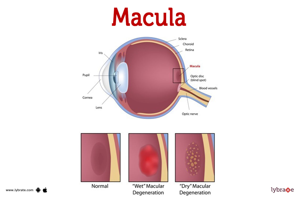 Macula Human Anatomy Image Functions Diseases And Treatments