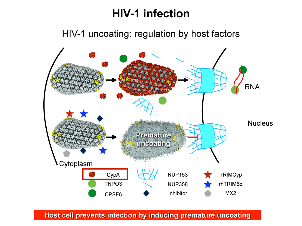 HIV Human Immunodeficiency Virus Infection By Dr Vinod Raina Lybrate