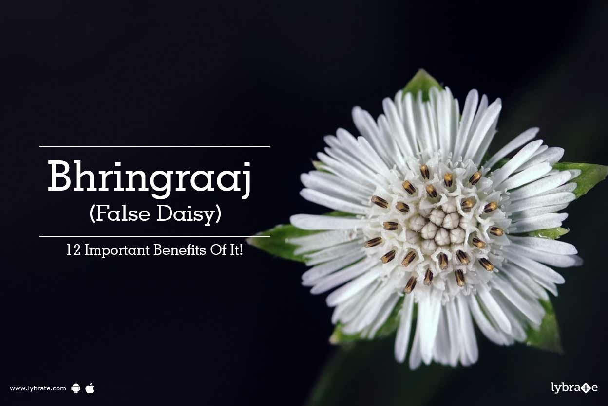 Bhringraaj (False Daisy) 12 Important Benefits Of It! By Dr. Kiran