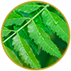 Neem