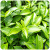 Green Tea Leaf Extract