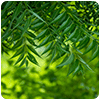 Neem