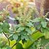 Tulsi