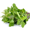 Tulsi