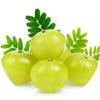 Emblica Officinalis (Amla, Dhatriphal)