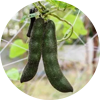 Mucuna Pruriens Sud (Atmagupta)