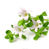 Bacopa Monnieri (Brahmi)