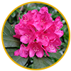 Rhododendron