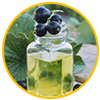 Black Currant Oil