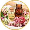 Red clover extract