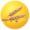 Wheat