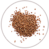 Buckwheat