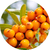 Sea buckthorn (Hippophae rhamnoides)