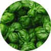 Basil Extract