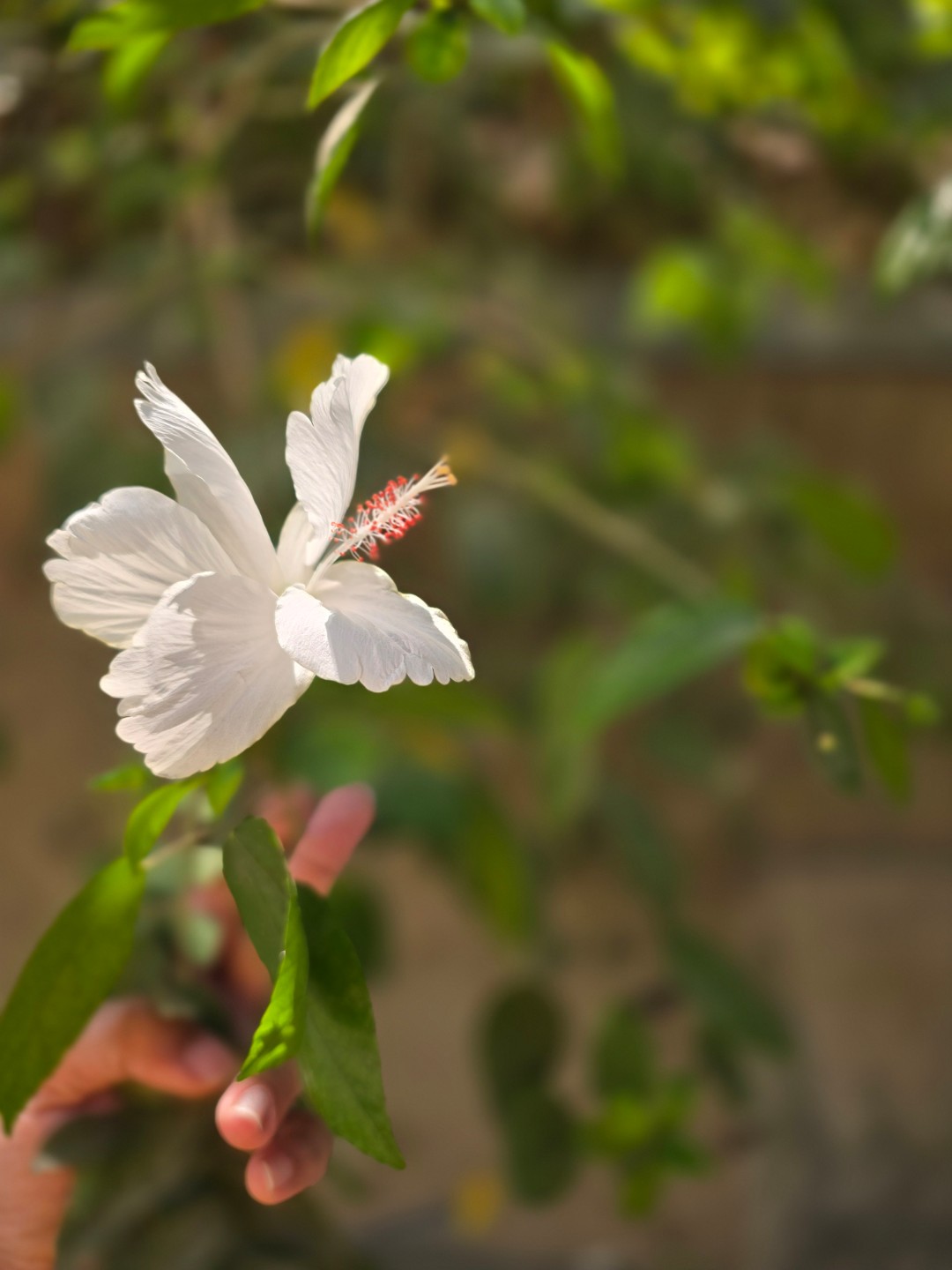 Palak Mistri