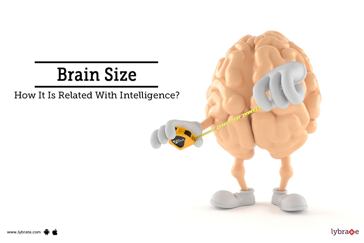 Brain Size - How It Is Related With Intelligence?