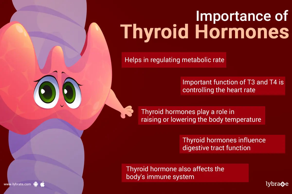 Know The Importance of Thyroid Hormones; Its Functions, Testing, and Health Conditions