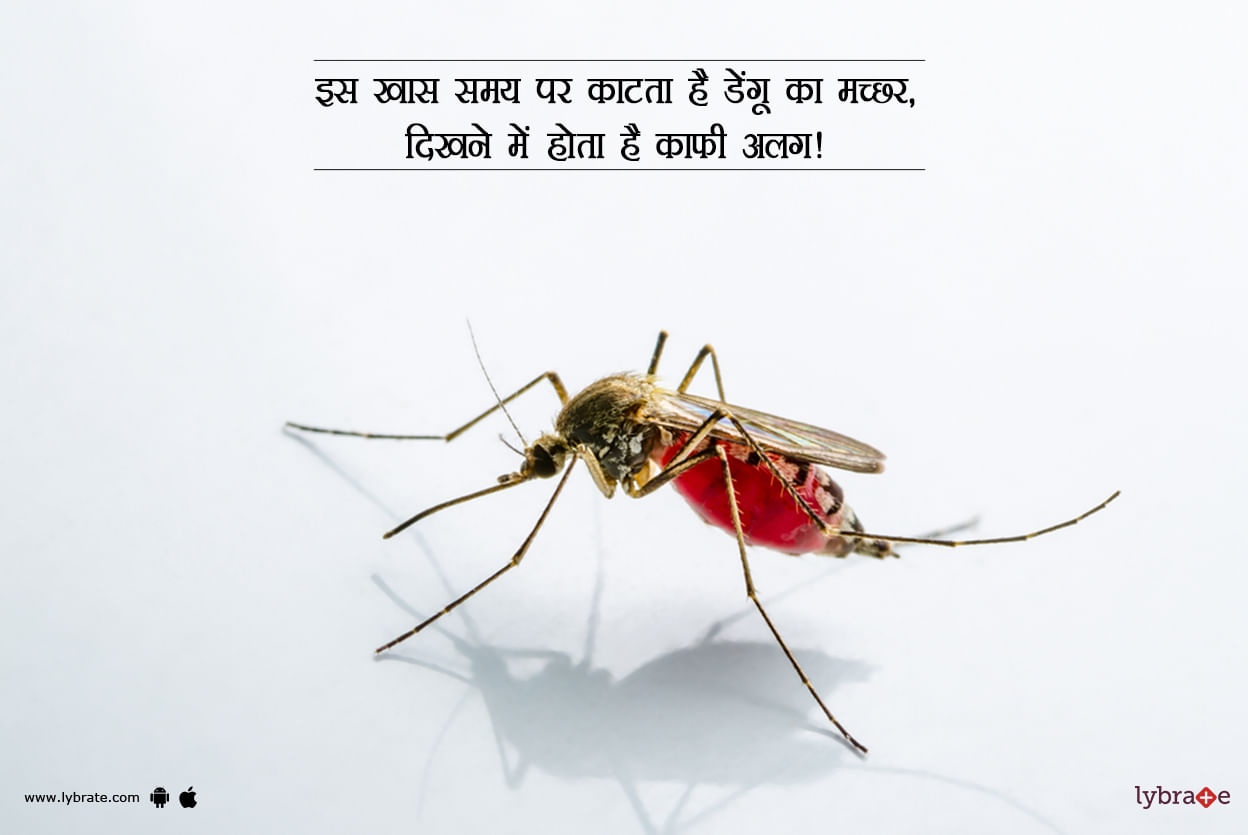 इस खास समय पर काटता है डेंगू का मच्छर, दिखने में होता है काफी अलग!