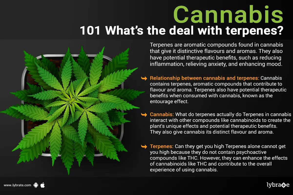 Cannabis 101: What s the Deal with Terpenes?