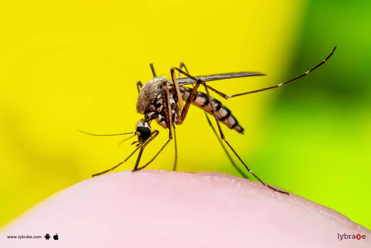 Dengue - Know In Detail About It!