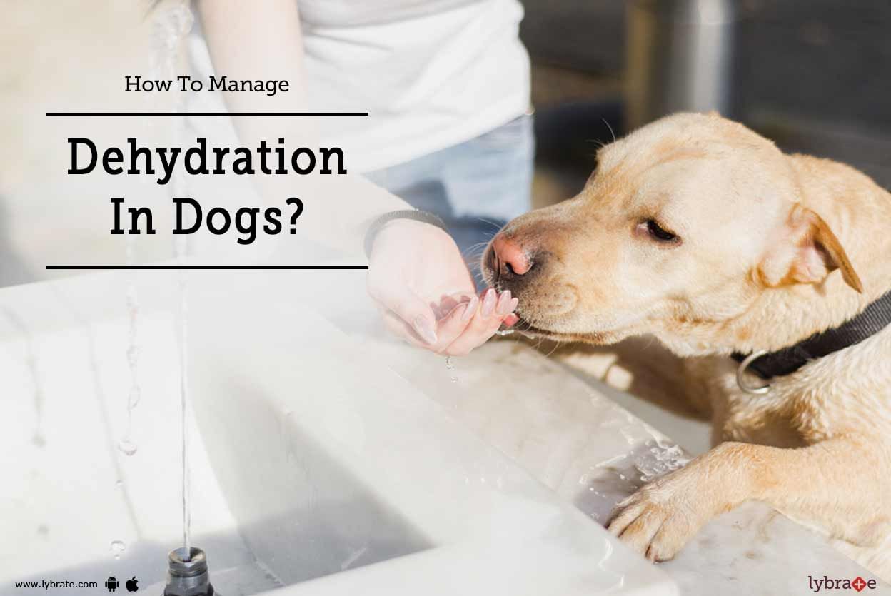 How To Manage Dehydration In Dogs?