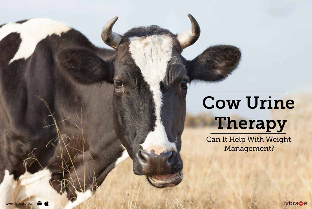 Cow Urine Therapy - Can It Help With Weight Management?