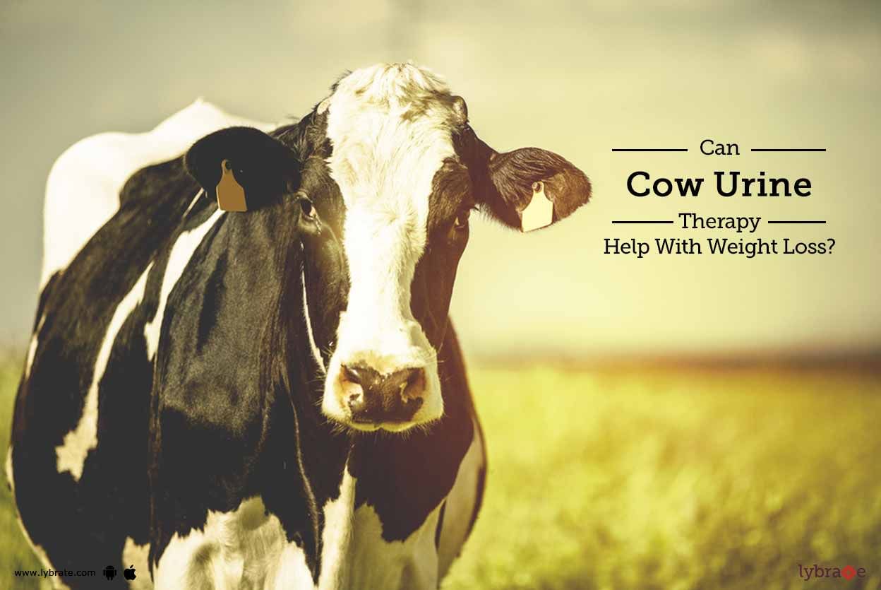 Can Cow Urine Therapy Help With Weight Loss?