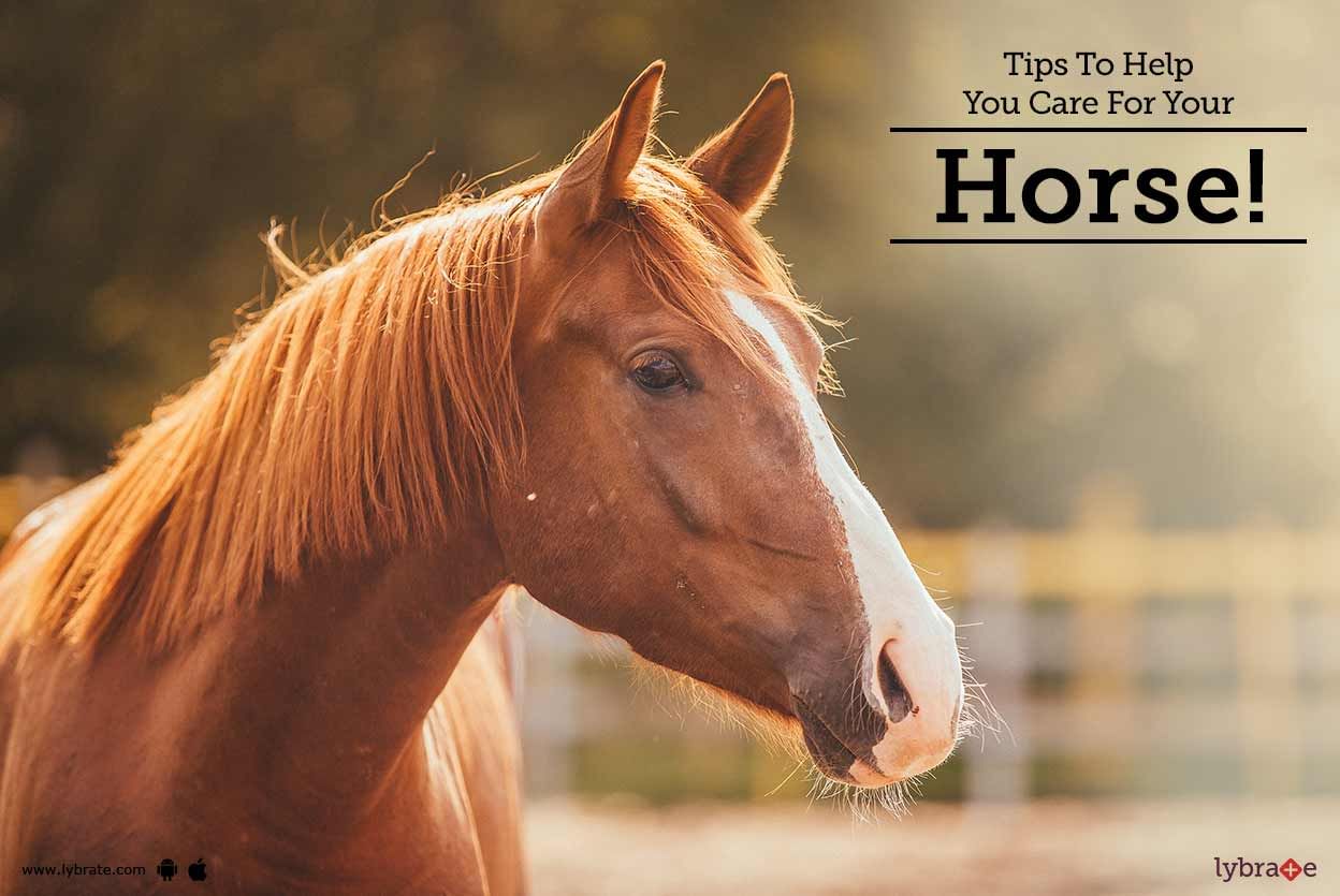 Tips To Help You Care For Your Horse!
