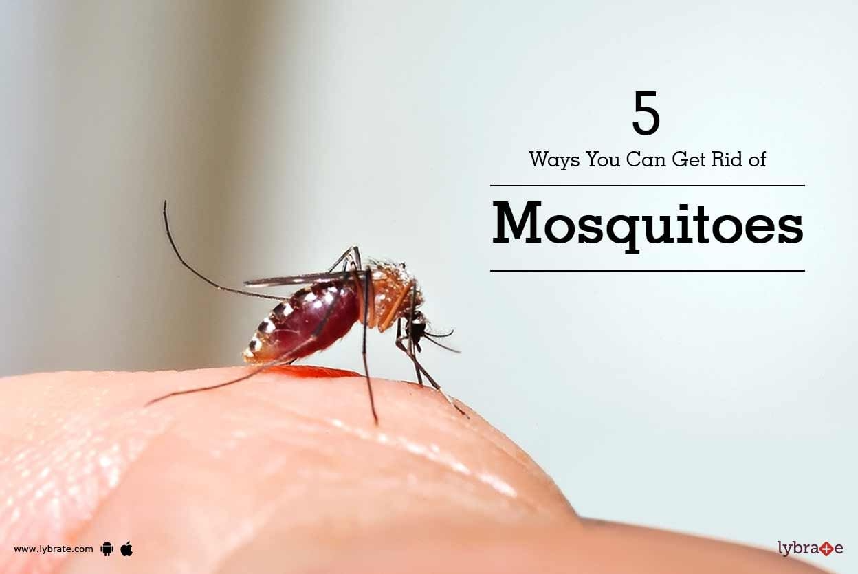 5 Ways You Can Get Rid of Mosquitoes