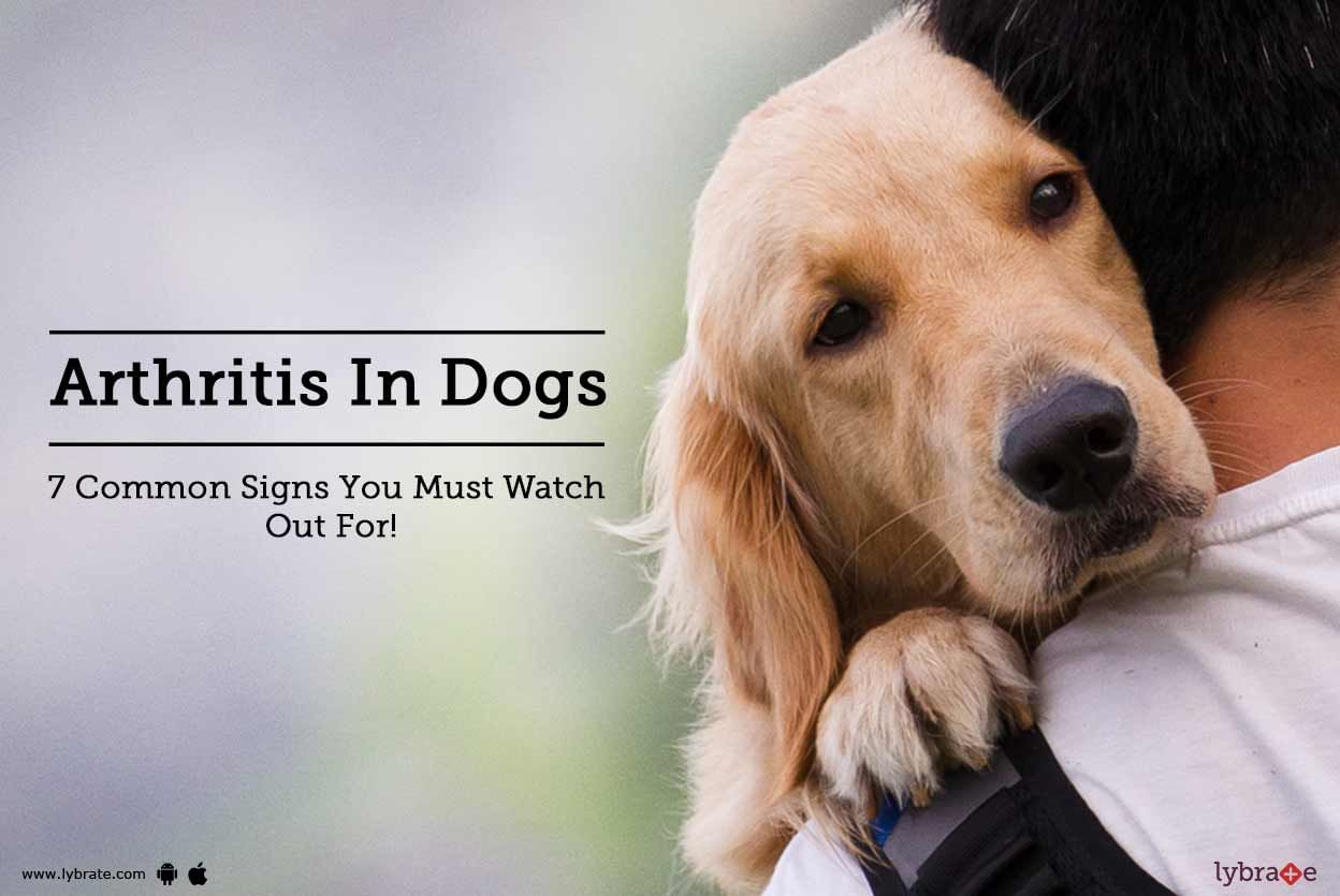 Arthritis In Dogs - 7 Common Signs You Must Watch Out For!