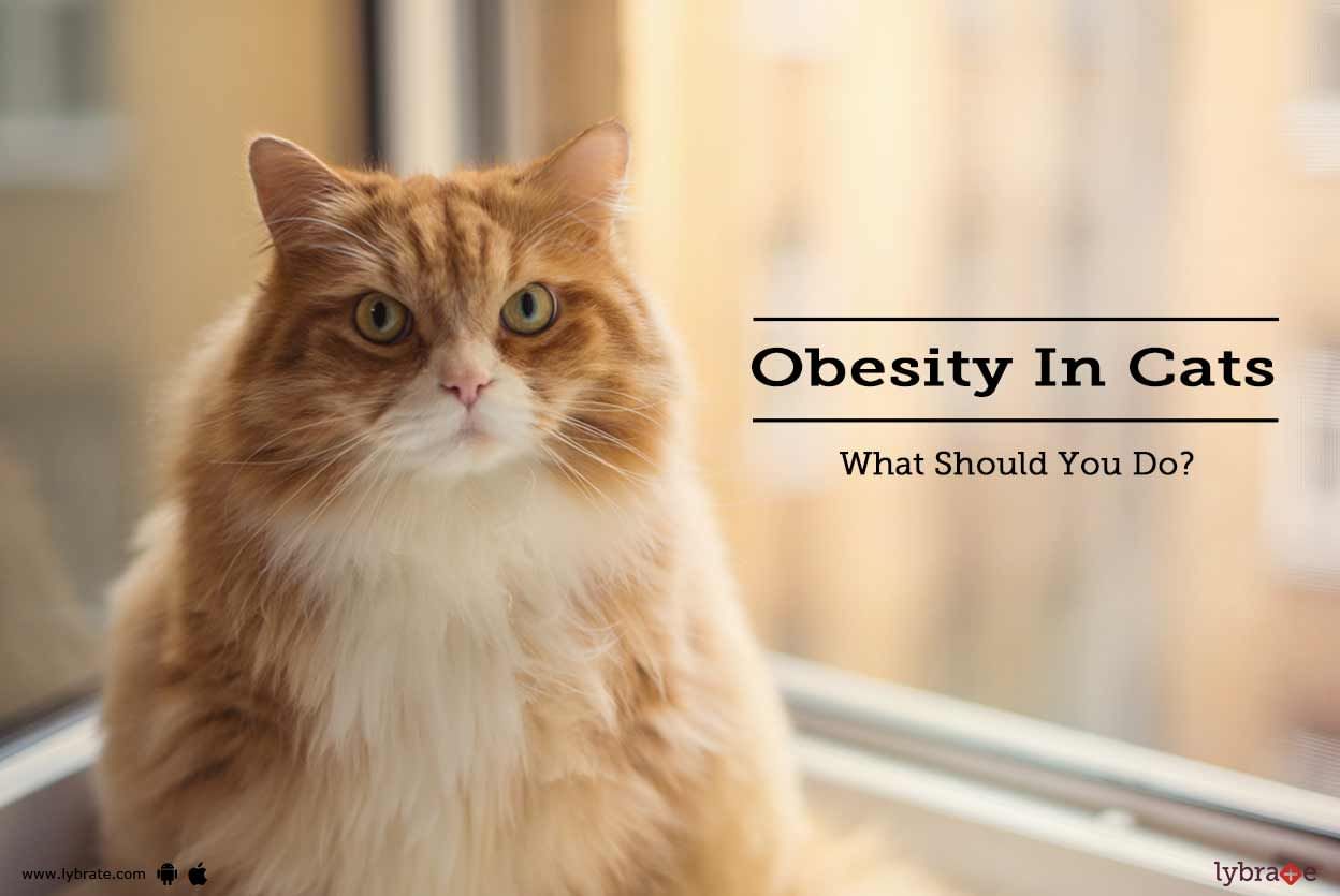 Obesity In Cats - What Should You Do?