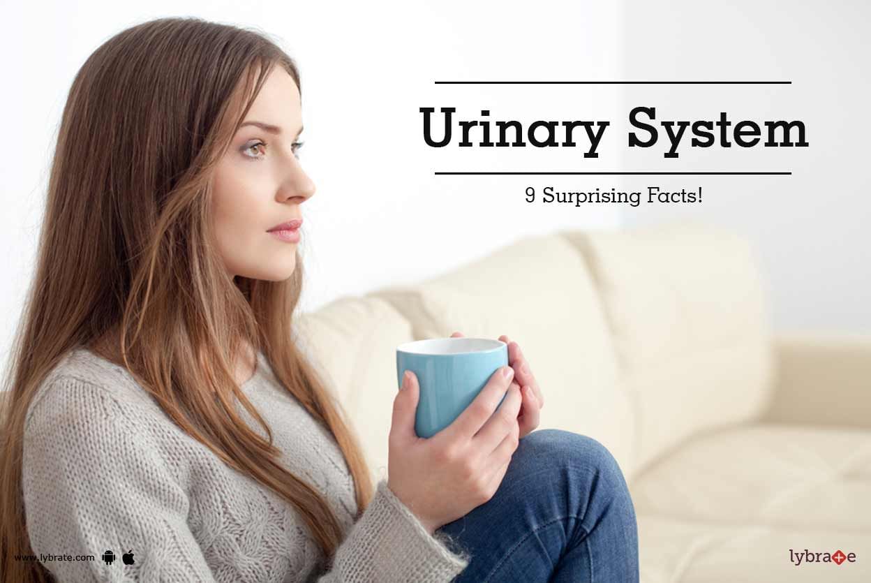 Urinary System - 9 Surprising Facts!