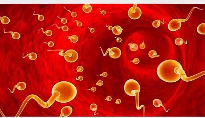 Sperm And It's Help In Pregnancy!