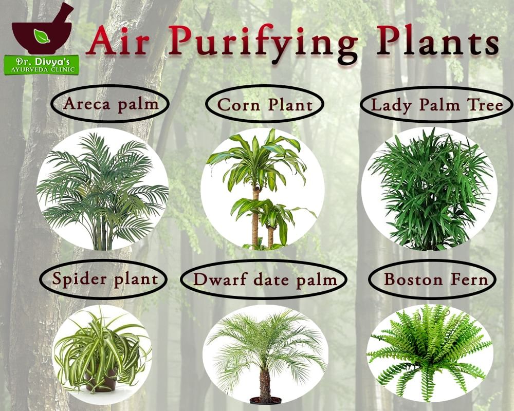 Air Purifying Plants!