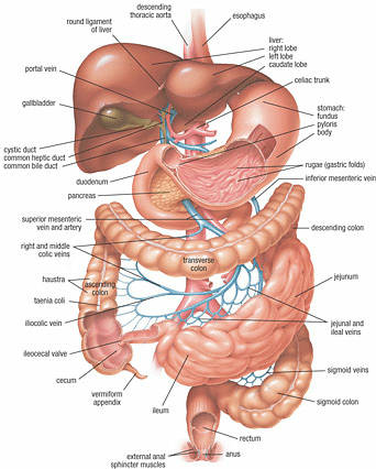 Free Treatment For 1 Year For Gastrointestinal  Diseases