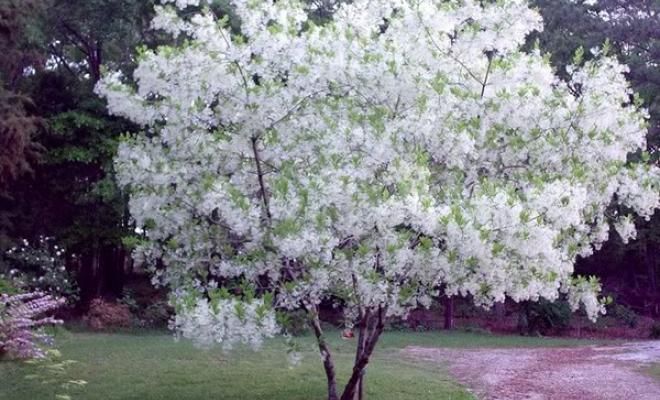 Chionanthus Virginica - Fringe-tree!