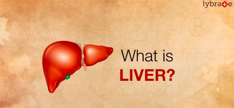 What Is Liver?