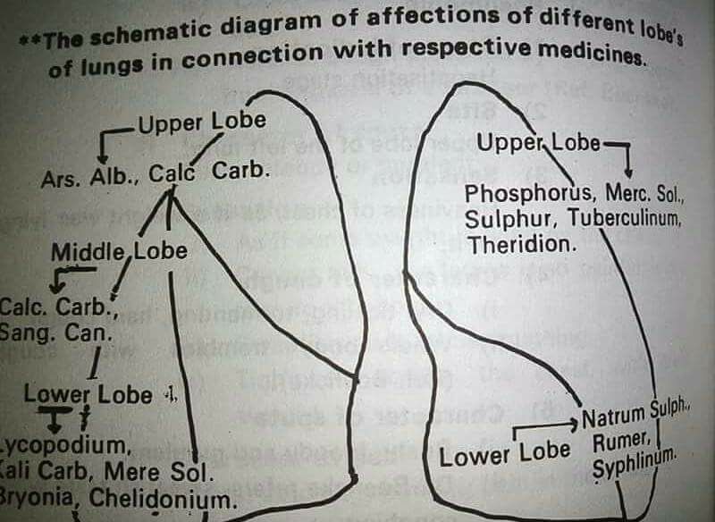 Schematic Diagram Of Lungs!