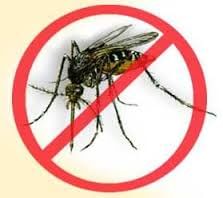 Diet Tips For Dengue And Chikungunya