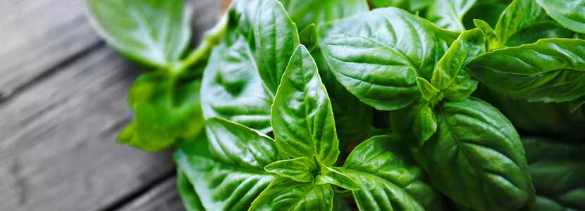 Basil Benefits And Its Side Effects Lybrate
