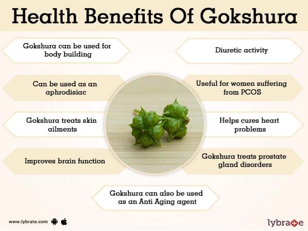 Gokshura Benefits Uses And Its Side Effects Lybrate 9954