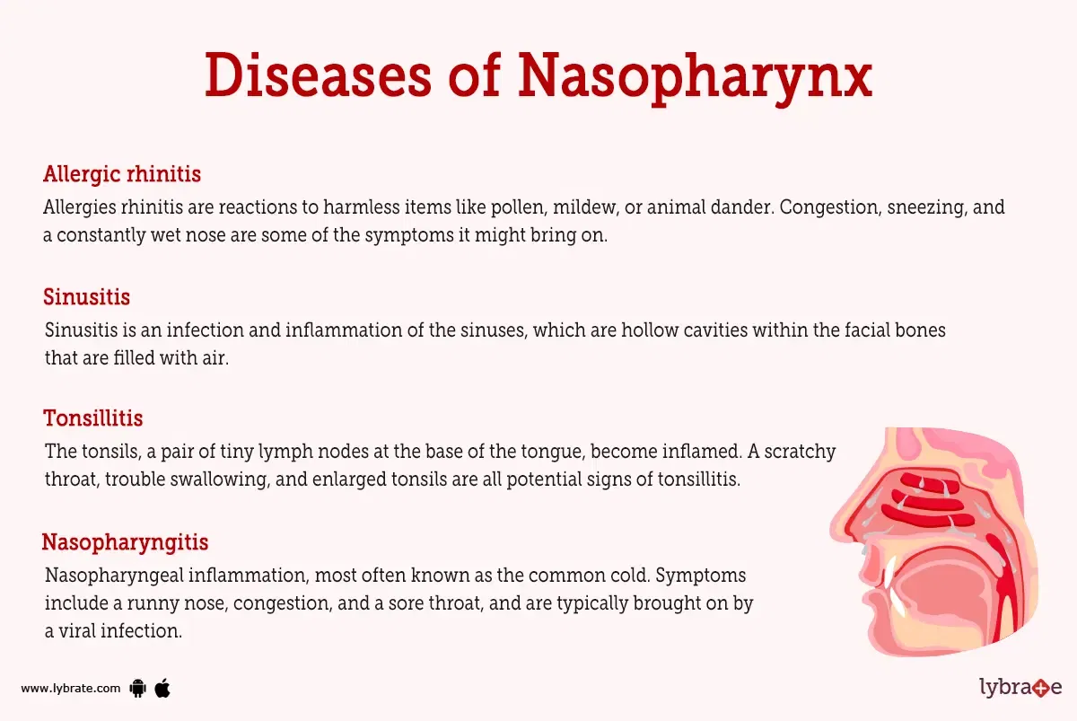 Nasopharynx (Human Anatomy): Image, Functions, Diseases and Treatments