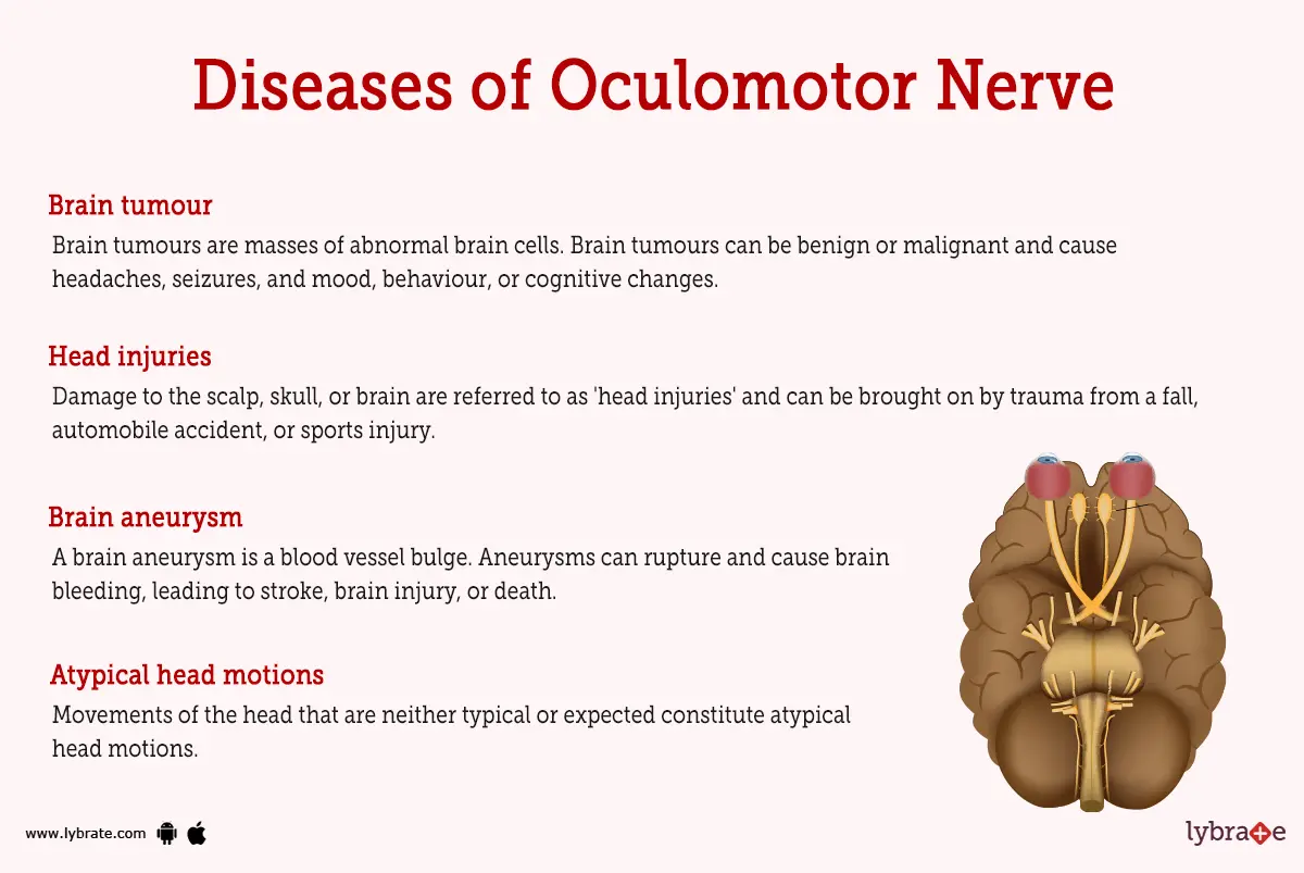Oculomotor (Human Anatomy) Image, Functions, Diseases and Treatments