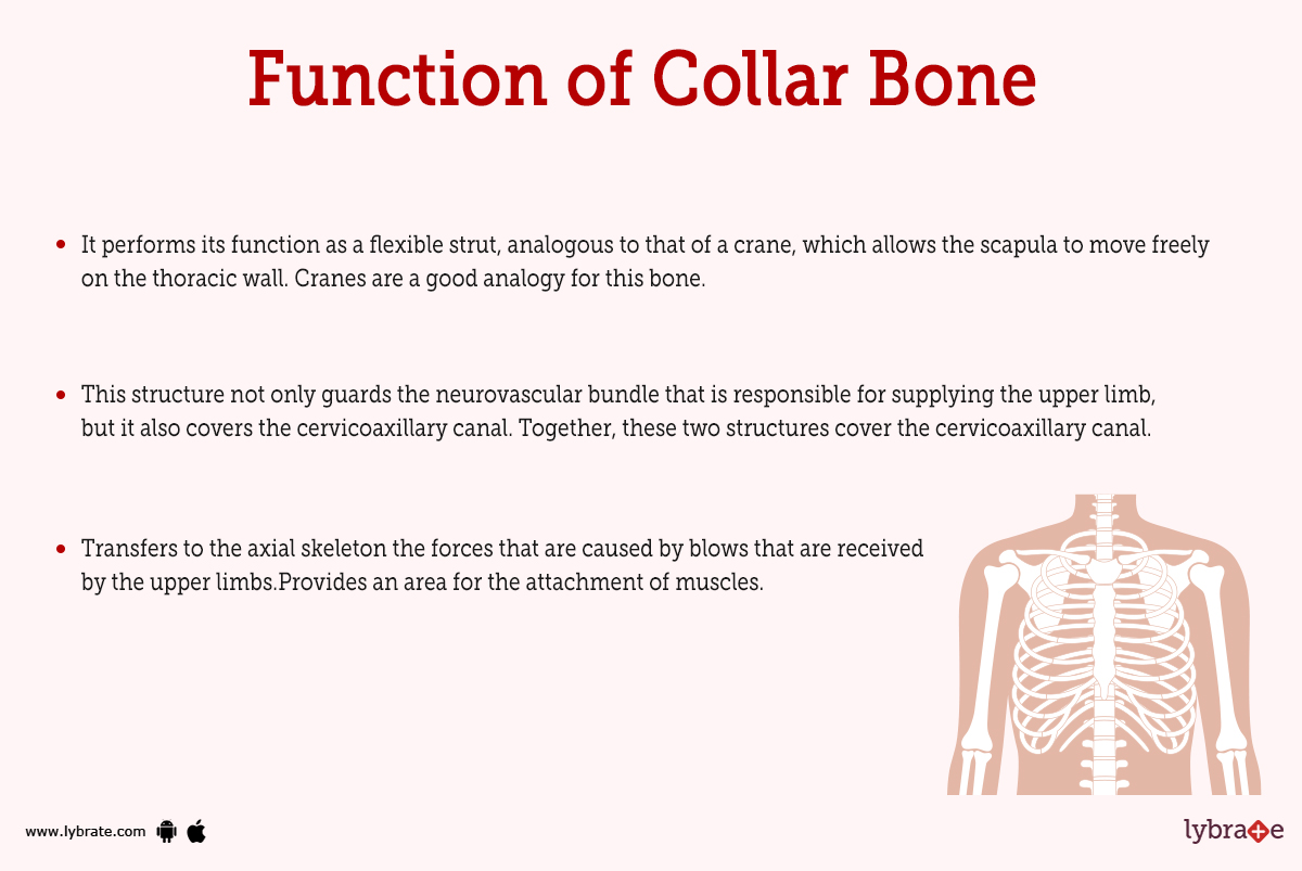 Collar Bone (Human Anatomy) Image, Function, Diseases, and Treatments
