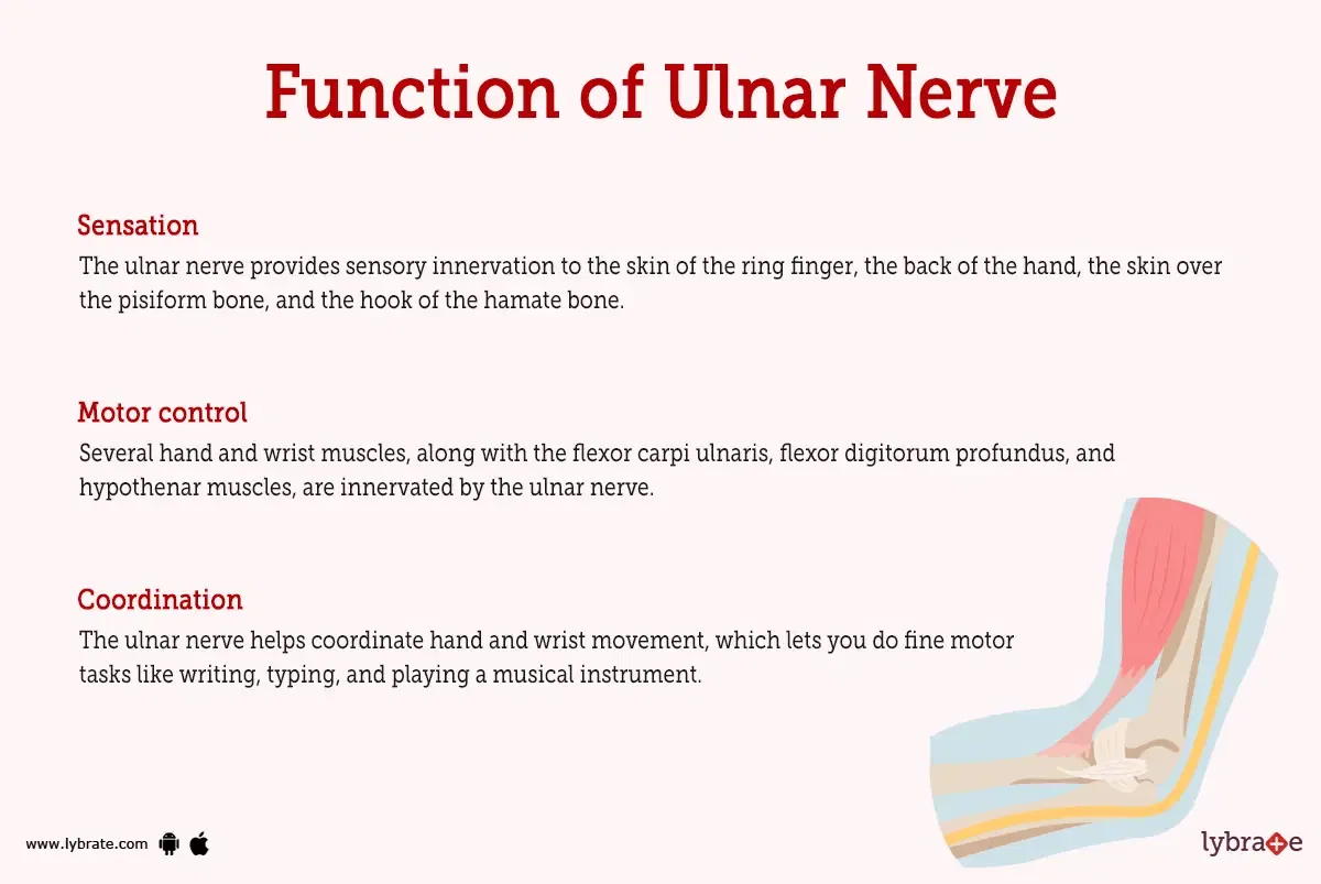 Ulnar Nerve Human Anatomy Image Functions Diseases And Treatments 9901