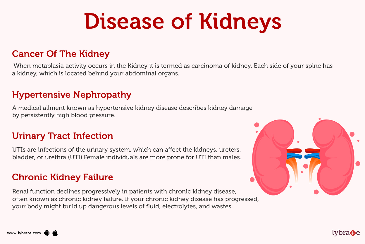 Kidneys (Anatomy) Picture, Function, Diseases, Treatments and Medicines