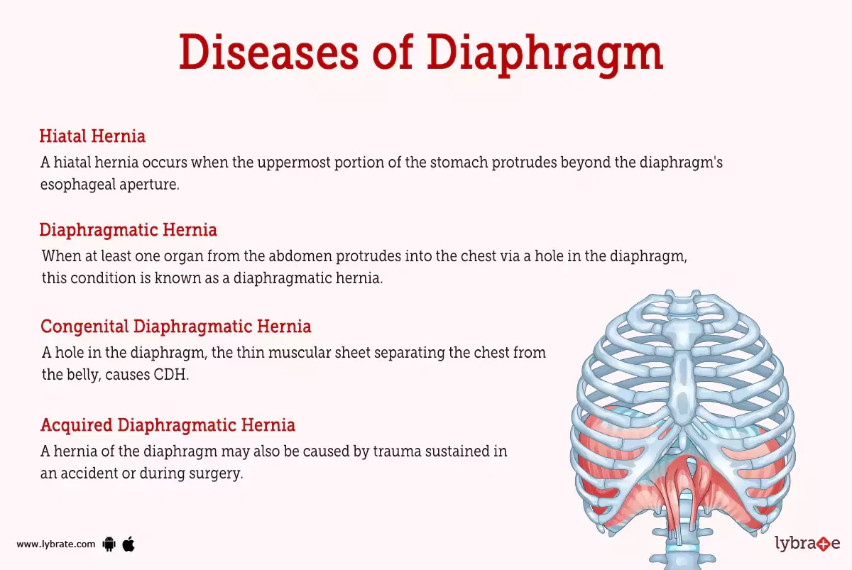 Diaphragm (Human Anatomy): Image, Function, Diseases, And Treatments