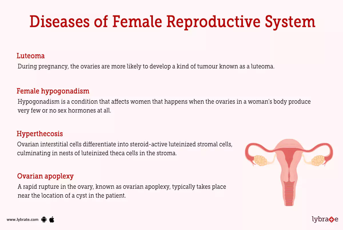 Female Reproductive System Human Anatomy Picture Functions Diseases And Treatments 