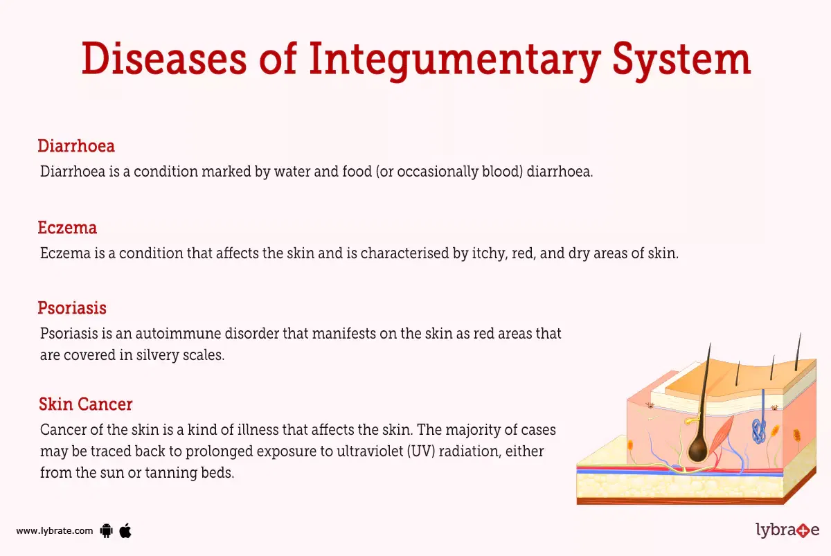 Integumentary System (Human Anatomy): Image, Functions, Diseases and ...