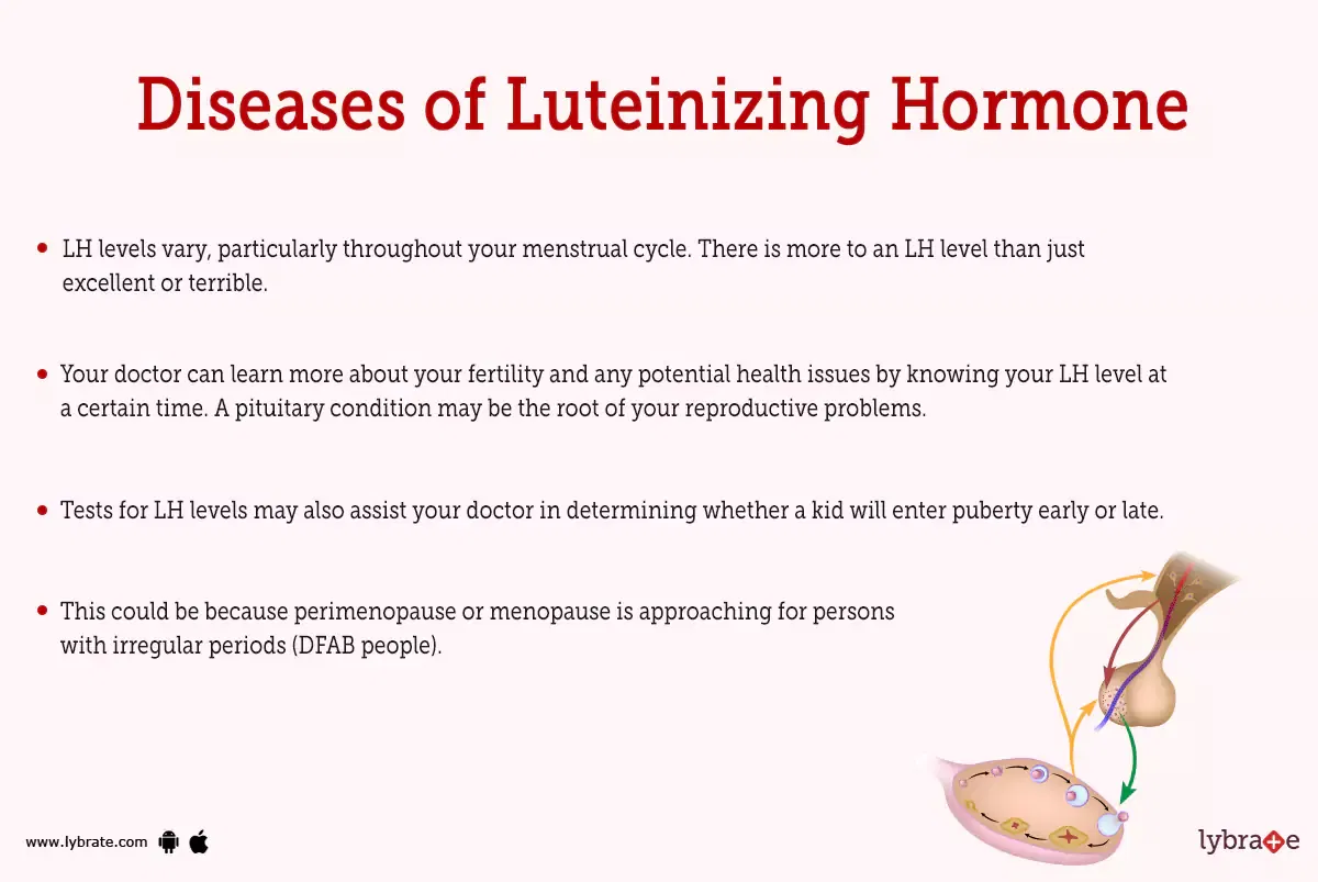 Luteinizing Hormone (Human Anatomy): Image, Functions, Diseases and ...